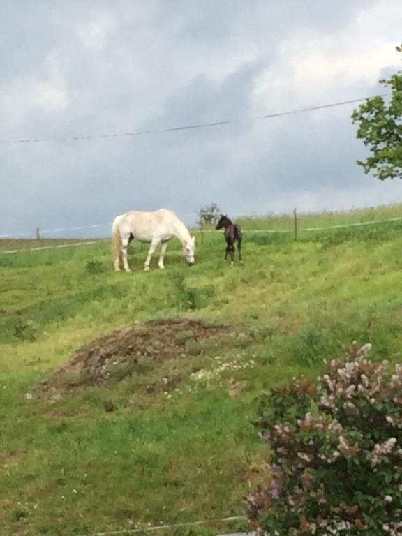 Ferienwohnungen "Am Muehlteich" Radeburg Dış mekan fotoğraf